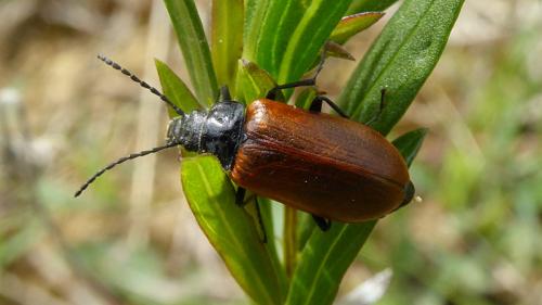 Omophlus sp.